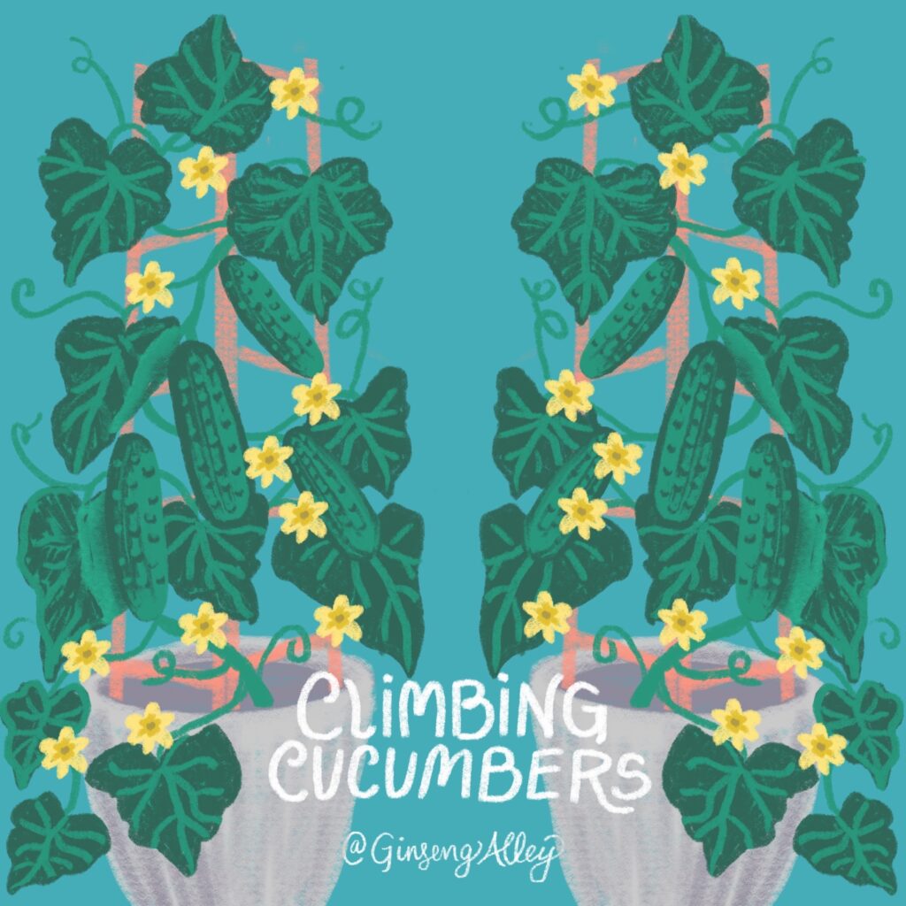 Climbing Cucumbers